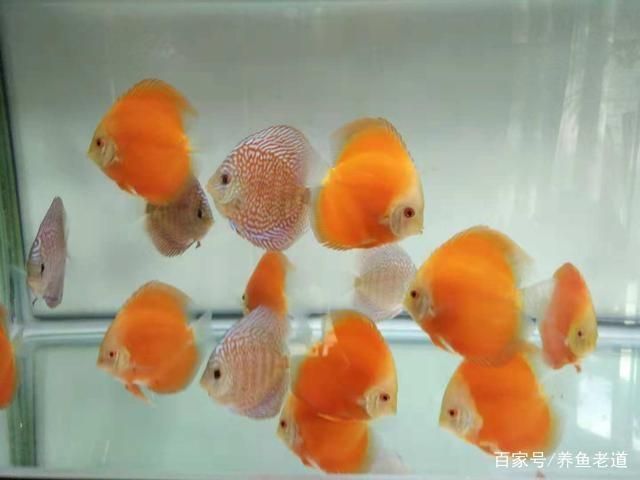 換魚缸的水怎么換：魚缸換水技巧 魚缸風水 第2張