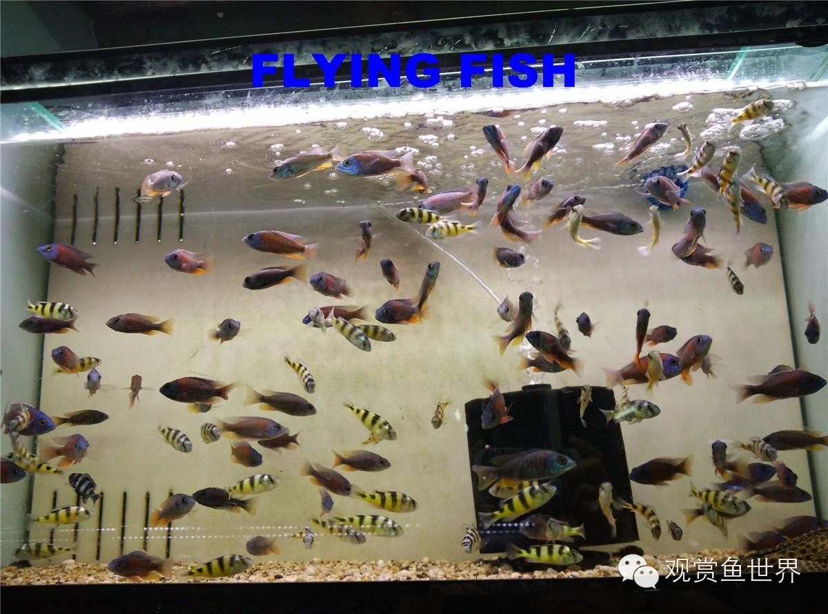 花地灣水族市場(chǎng)：廣州花地灣水族市場(chǎng) 廣州水族批發(fā)市場(chǎng) 第2張