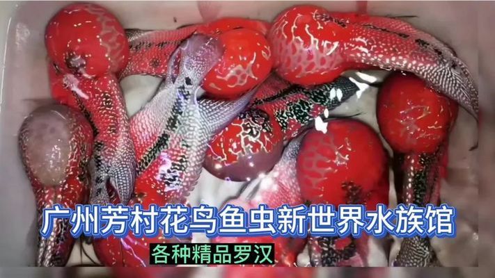 廣州百藝城有賣魚嗎在幾樓賣魚：關(guān)于廣州百藝城賣魚的具體信息 廣州觀賞魚批發(fā)市場(chǎng) 第1張