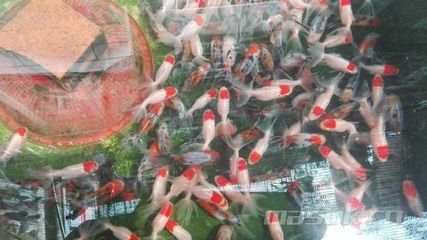 百藝城花鳥魚吧：廣州市百藝城花鳥魚市場 廣州水族批發(fā)市場 第3張