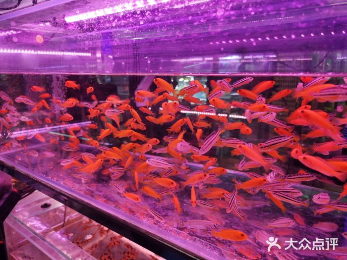 百藝城花鳥魚吧：廣州市百藝城花鳥魚市場 廣州水族批發(fā)市場 第2張