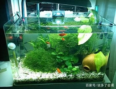 花鳥魚蟲市場有賣魚缸的嗎多少錢一條：如何挑選合適的花鳥魚蟲市場 廣州水族批發(fā)市場 第3張