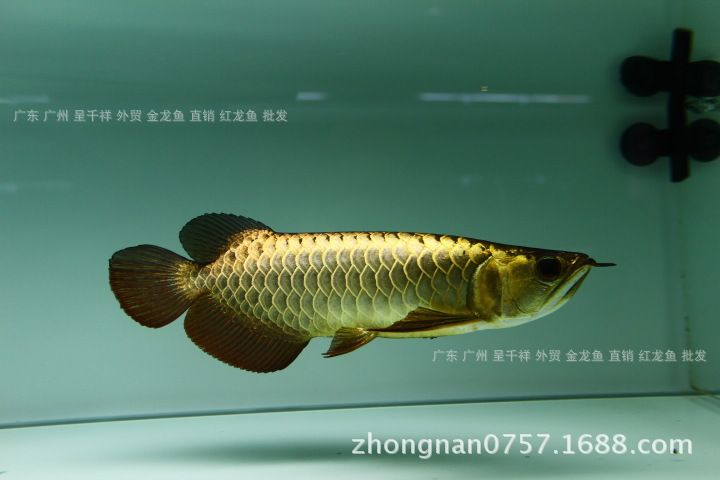 廣州最大的熱帶魚批發(fā)市場在哪里啊價(jià)格：廣州最大的熱帶魚批發(fā)市場