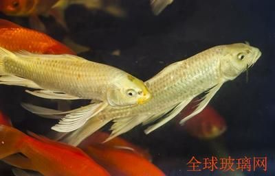 廣州最大的熱帶魚批發(fā)市場在哪里啊價格：廣州最大的熱帶魚批發(fā)市場 廣州觀賞魚批發(fā)市場 第1張