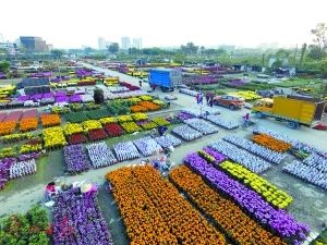 芳村花卉市場搬哪里去了：廣州花卉市場的變遷史廣州花卉市場到現代化的廣州花卉博覽園 廣州水族批發(fā)市場 第3張