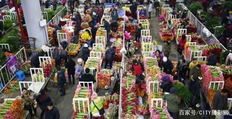 芳村花卉市場搬哪里去了：廣州花卉市場的變遷史廣州花卉市場到現代化的廣州花卉博覽園 廣州水族批發(fā)市場 第4張