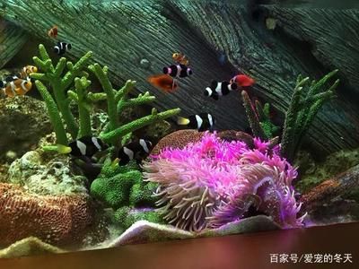 冬天魚缸需要加氧氣嗎：養(yǎng)魚是否需要加氧氣取決于多種因素 魚缸百科 第3張