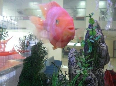 百藝城花鳥魚吧在幾樓：廣州百藝城花鳥魚新世界 廣州觀賞魚批發(fā)市場(chǎng) 第3張