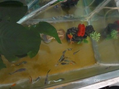 百藝城花鳥魚吧在幾樓：廣州百藝城花鳥魚新世界 廣州觀賞魚批發(fā)市場(chǎng) 第2張