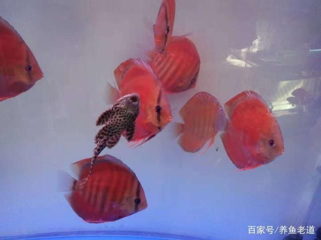 1米2的魚缸養(yǎng)七彩需要每天換水嗎：1米2的魚缸養(yǎng)七彩神仙魚是否需要每天換水并沒有確切的答案