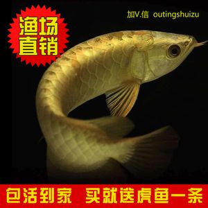 網(wǎng)購龍魚哪家好一點(diǎn)：與網(wǎng)購龍魚相關(guān)的推薦商家這些信息均來自網(wǎng)絡(luò) 龍魚百科 第1張