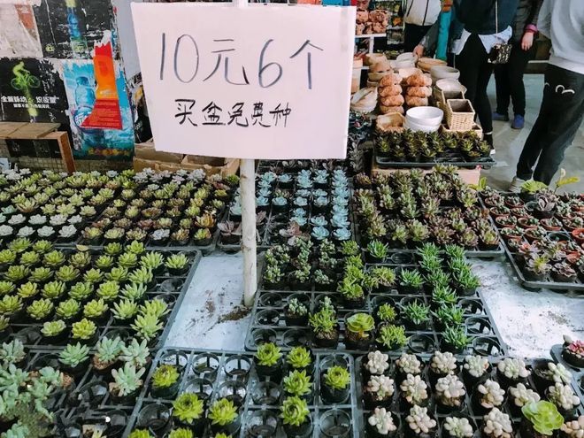 芳村花鳥魚蟲新市場買多肉：廣州芳村花鳥魚蟲新市場 廣州水族批發(fā)市場 第4張