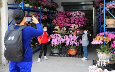 芳村花卉市場營業(yè)時間過年：春節(jié)期間芳村花卉市場的營業(yè)時間有所調(diào)整，營業(yè)時間有所不同 廣州水族批發(fā)市場 第1張