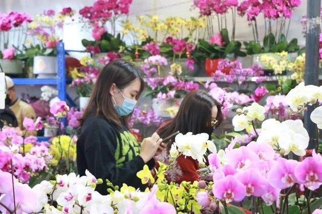 芳村花卉市場營業(yè)時間過年：春節(jié)期間芳村花卉市場的營業(yè)時間有所調(diào)整，營業(yè)時間有所不同 廣州水族批發(fā)市場 第3張