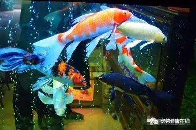 家里的魚缸可以養(yǎng)錦鯉嗎：家里的魚缸可以養(yǎng)錦鯉嗎？ 魚缸風水 第3張