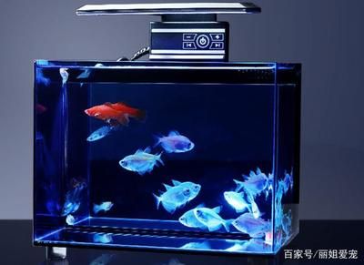 大自然魚缸是品牌的嗎怎么樣：奇溢自然魚缸、屏風魚缸、屏風魚缸、屏風魚缸、屏風魚缸 魚缸百科 第2張