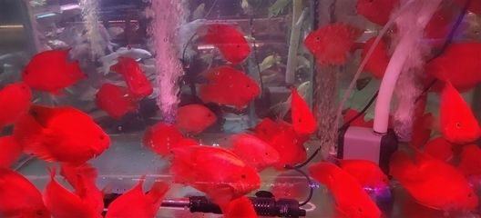 淡水魚缸怎么消毒清洗視頻：淡水魚缸如何清洗和消毒 魚缸風水 第3張