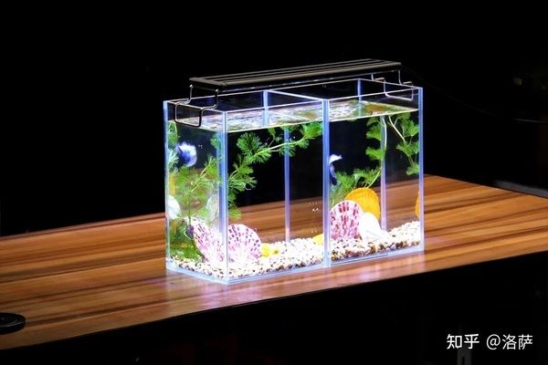 家里買了魚缸新手建議：如何選擇一個合適的魚缸 魚缸風(fēng)水 第2張