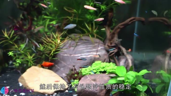 白石子可以放魚缸里面嗎視頻：白石子可以放魚缸里嗎？ 魚缸百科