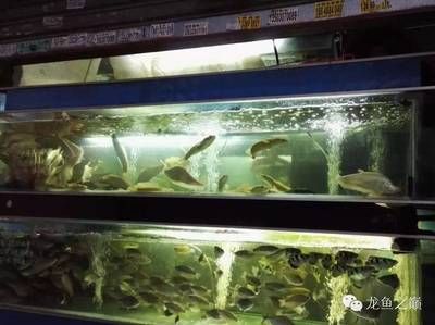 廣州觀賞魚市場有哪些地方賣：2020年廣州世界觀賞魚珍品大觀廣州觀賞魚市場