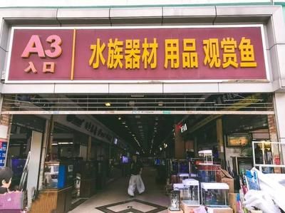 廣州芳村鳥魚市場在哪個(gè)地鐵站出站：22篇廣州芳村鳥魚市場交通指南廣州芳村鳥魚市場交通指南 廣州水族批發(fā)市場 第1張