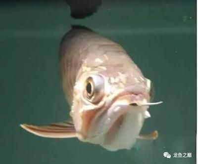 龍魚治療