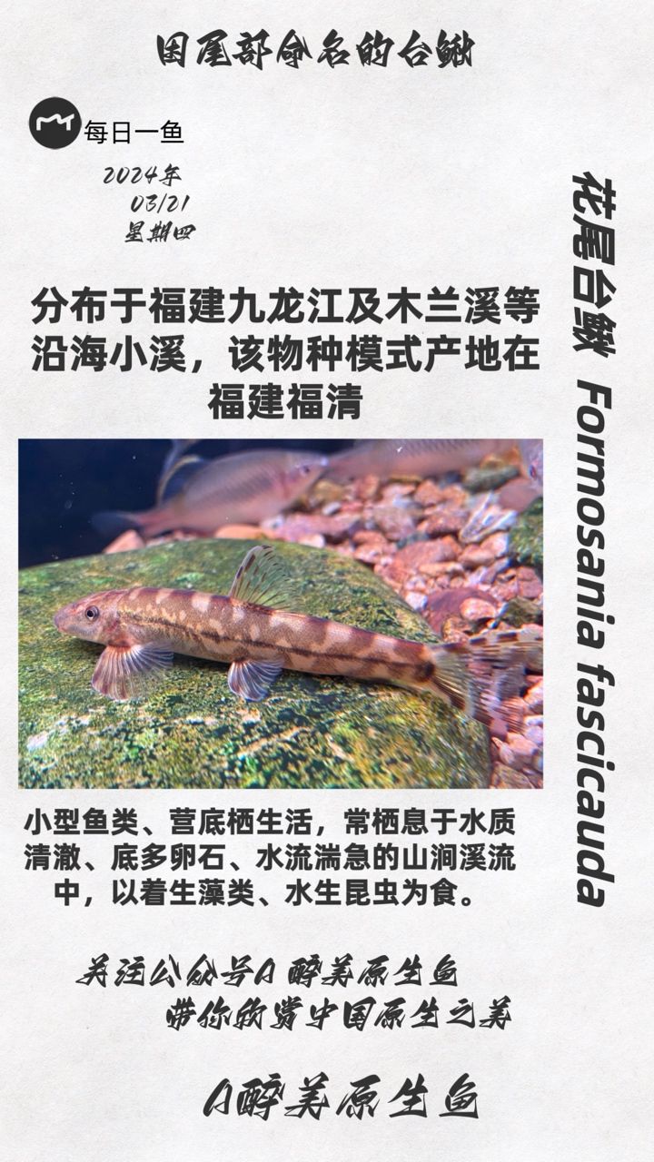 花尾臺鰍：九龍江和木蘭溪分布在哪里 觀賞魚論壇