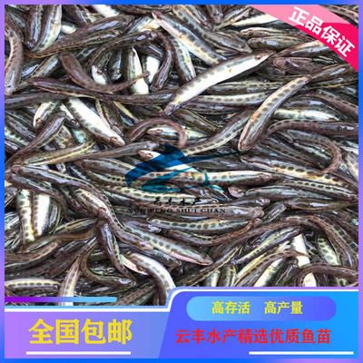 廣州觀賞魚基地：廣州觀賞魚基地開放時間廣州觀賞魚基地最新動態(tài) 廣州水族批發(fā)市場 第1張