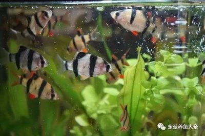 比較好養(yǎng)的觀賞魚(yú)有哪些：10種顏值爆表且好養(yǎng)的觀賞魚(yú)