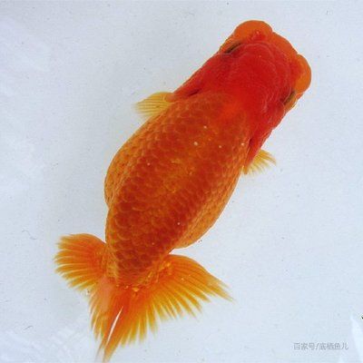 廣州蘭壽金魚批發(fā)市場 廣州水族批發(fā)市場 第3張