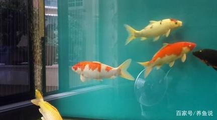 比較好養(yǎng)的魚缸觀賞魚有哪些：觀賞魚的養(yǎng)護(hù)需求低的養(yǎng)護(hù)需求 魚缸百科 第1張