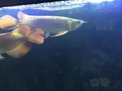 龍魚狀態(tài)不好怎么處理好：當(dāng)龍魚的狀態(tài)出現(xiàn)問題時(shí) 龍魚百科 第1張