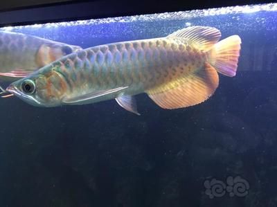 龍魚狀態(tài)不好怎么處理好：當(dāng)龍魚的狀態(tài)出現(xiàn)問題時(shí) 龍魚百科 第2張