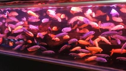 廣東最大的觀賞魚批發(fā)市場：廣州花地灣花鳥魚蟲市場 廣州水族批發(fā)市場 第4張