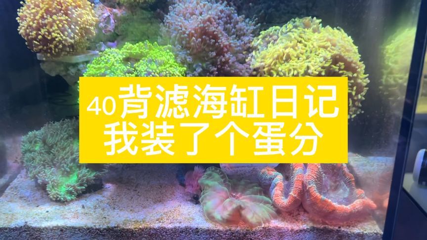 給魚缸換水日記500字：養(yǎng)魚中的常見誤區(qū) 魚缸風(fēng)水 第4張