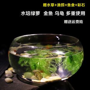 黑魚養(yǎng)在魚缸里面需要什么水草：黑魚養(yǎng)在魚缸里面需要什么水草種類 魚缸風(fēng)水 第2張