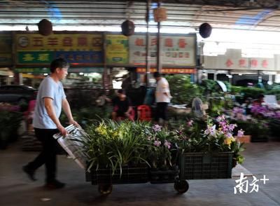 芳村的花鳥魚蟲市場搬到哪里了呀：廣州芳村花鳥魚蟲市場正在搬遷中國傳統(tǒng)市場未來趨勢