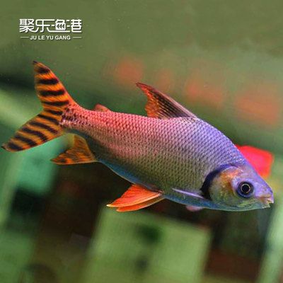 可以和龍魚混養(yǎng)的熱帶魚有哪些種類：幾種適合與龍魚混養(yǎng)的熱帶魚 龍魚百科 第1張