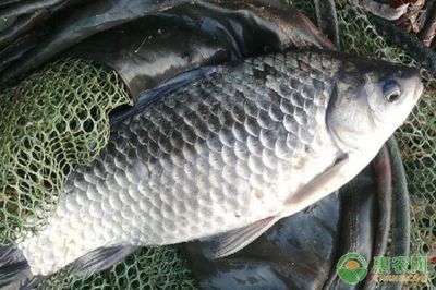 家里的魚缸養(yǎng)鯉魚,鯽魚好不好呀：家里魚缸養(yǎng)鯉魚和鯽魚可以混合養(yǎng)殖 魚缸風(fēng)水 第1張