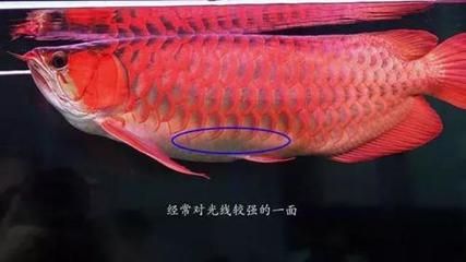 龍魚多大用側(cè)燈：養(yǎng)金龍魚用什么顏色的燈光zhidao.baidu.com7.baidu.com7 龍魚百科 第1張