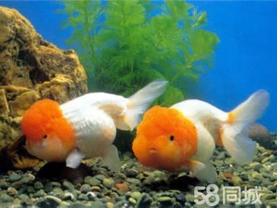 便宜的淡水觀賞魚(yú)：便宜的淡水觀賞魚(yú)推薦 魚(yú)缸風(fēng)水 第1張