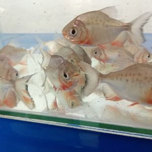 便宜的淡水觀賞魚(yú)：便宜的淡水觀賞魚(yú)推薦 魚(yú)缸風(fēng)水 第4張