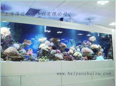 廣州哪里有水族批發(fā)市場啊價格：廣州水族批發(fā)市場價格 廣州水族批發(fā)市場 第3張