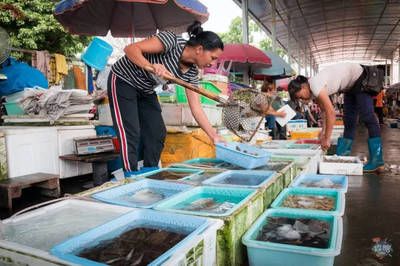 廣州虎魚市場(chǎng)：廣州芳村花地灣越和花鳥(niǎo)魚蟲批發(fā)市場(chǎng) 廣州水族批發(fā)市場(chǎng) 第3張