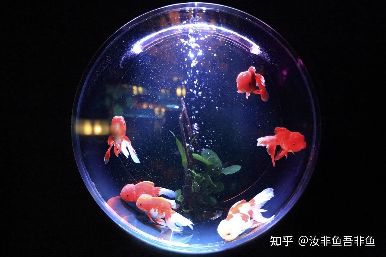 家里的魚缸可以賣嗎知乎：家里的水族館可以賣嗎 魚缸風(fēng)水 第4張