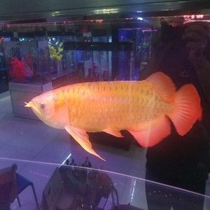 中國(guó)最貴紅龍魚7000萬(wàn)元左右：中國(guó)批發(fā)龍魚市場(chǎng)主要集中在幾個(gè)地區(qū)