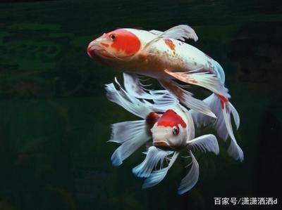 家里的魚缸養(yǎng)什么魚招財(cái)：家中魚缸養(yǎng)什么魚可以養(yǎng)什么魚可以招財(cái)，養(yǎng)什么魚可以招財(cái) 魚缸風(fēng)水 第1張