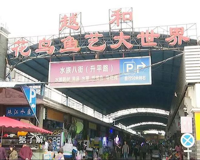 芳村花鳥魚市場幾點關(guān)門營業(yè)：芳村花鳥魚蟲市場的歷史演變 廣州水族批發(fā)市場 第3張