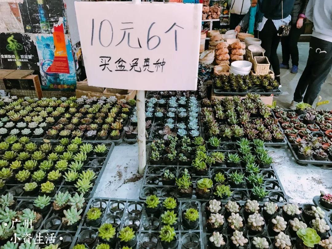 芳村花鳥魚市場幾點關(guān)門營業(yè)：芳村花鳥魚蟲市場的歷史演變 廣州水族批發(fā)市場 第4張