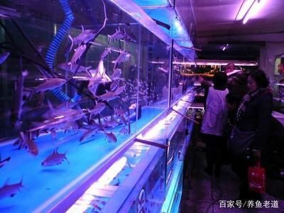 觀賞魚批發(fā)市場進(jìn)貨渠道在哪找：觀賞魚養(yǎng)殖技術(shù)指南 廣州水族批發(fā)市場 第3張